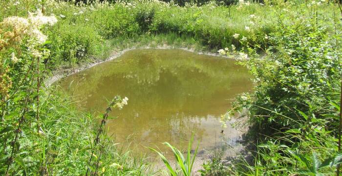 Etangs aux Goudebas