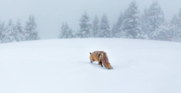 3. Preis «Grosse Wildtiere»: Melanie Weber, 3672 Oberdiessbach. Schnürender Fuchs im Schnee, Naturpark Gantrisch BE