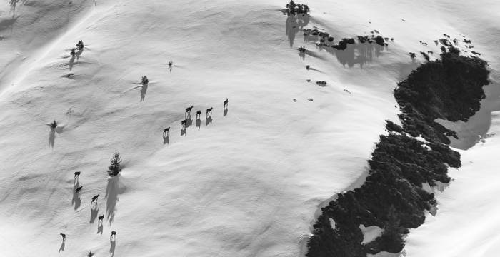 2. Preis «Grosse Wildtiere»: Roland Beck, 4153 Reinach. Ziehendes Gämsenrudel im Schnee, Alp Soliva, Curaglia GR