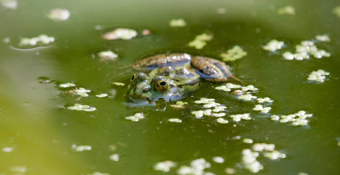 Grünfrosch an Teichoberfläche mit Wasserpflanzen