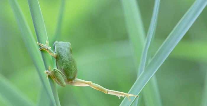 Rainette verte