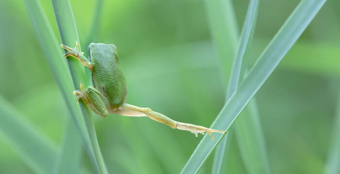 Laubfrosch