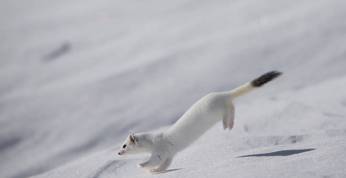 2. Preis «Kleine Wildtiere»: Samuel Morisoli, 6513 Monte Carasso. Springendes Hermelin im Schnee, Bosco Gurin TI