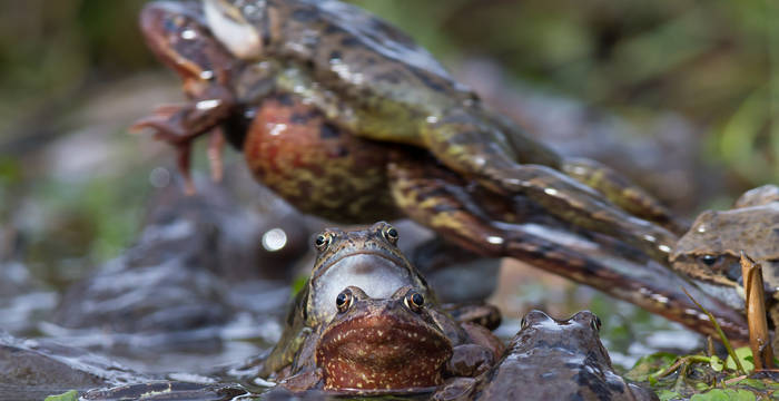 3ème prix «Petite faune indigène»: Sandra Schweizer, 8512 Thundorf. Grenouilles rousses lors de la reproduction, Thundorf TG