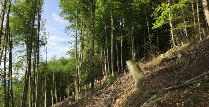 Lopperwald © Seraina Bamert