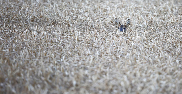 1er «Prix du public»: Adrian Schmid, 3065 Bolligen. Chevreuil caché dans un champ de céréales, Bolligen BE