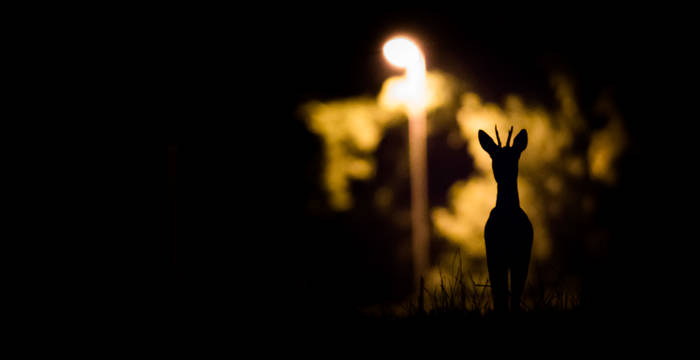 3. Preis «Wege der Wildtiere»: Lucas Margueron, 1260 Nyon. Rehbock im Licht einer Strassenlaterne, Chavannes-de-Bogis VD 