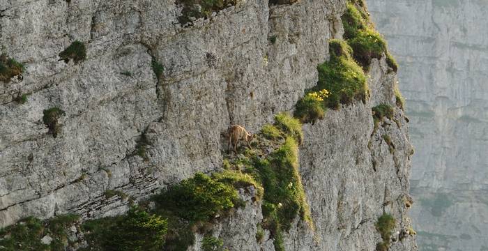 2. Preis «Wege der Wildtiere»: Urs Grossniklaus, 3803 Beatenberg. Steingeiss auf schmalem Felsband, Creux du Van VD/NE