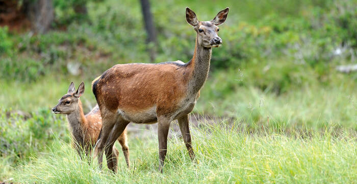 Hirschkuh und Kalb