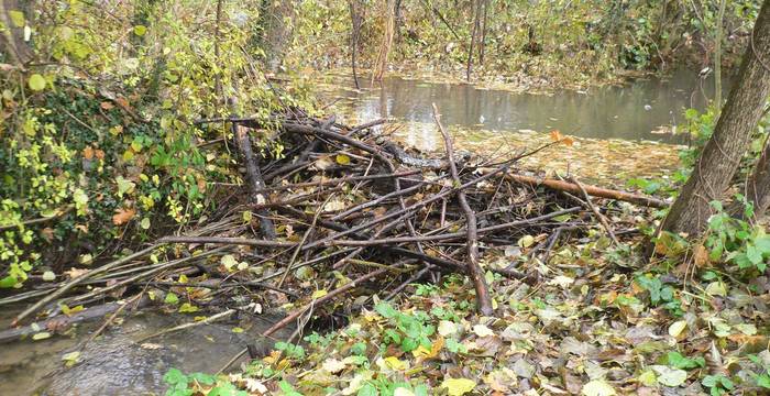 Le castor est capable de remodeler un paysage plus qu’aucune autre espèce animale : ses barrages créent une zone humide naturelle le long du Mülibach, à Ferenbalm.