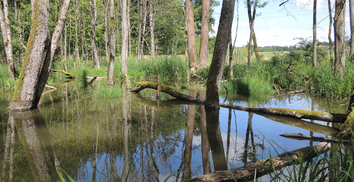 Biberwald in Hersiwil © Pro Natura Solothurn