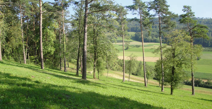 Der Chilpen beherbergt  Orchideen und andere Magerwiesenblumen