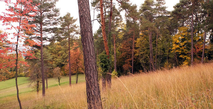 Im Herbst verfärbt sich der Chilpen wunderschön