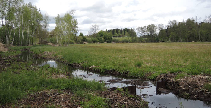 Chlepfibeerimoos Randrinne © Pro Natura Solothurn