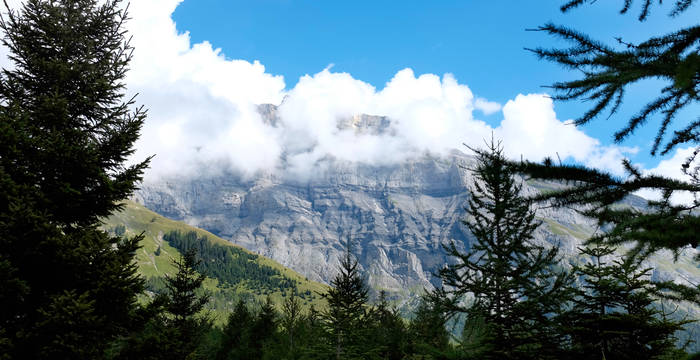 Vue à travers les cimes de la forêt primitive en direction des Diablerets.