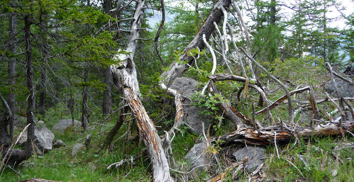 Construction et destruction dans le plus petit des périmètres - ici la nature peut se développer librement.