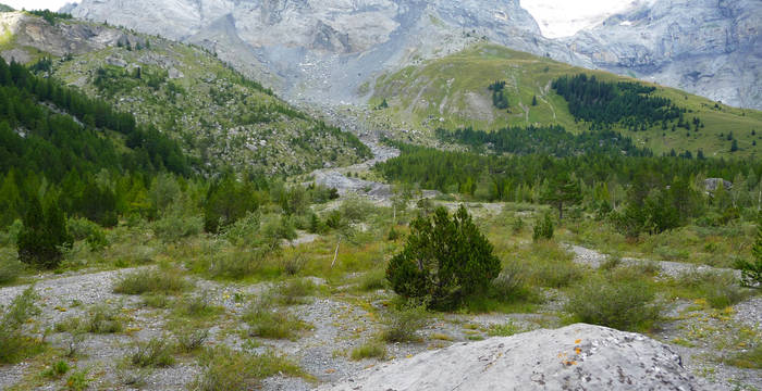 Schwemmkegel mit Birken, Weiden und Kiefern