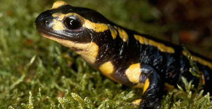 Portrait Feuersalamander © Gerhard Sturm