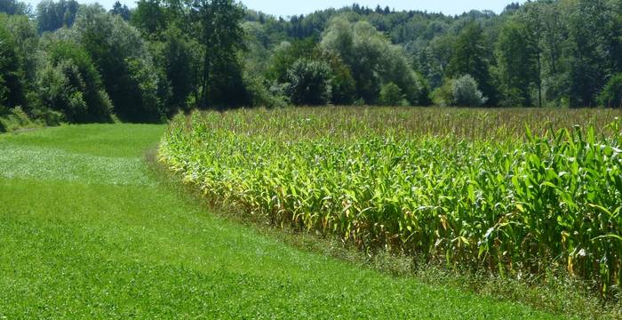 En 2010, l’ancienne zone alluviale de Mühlematt, à Ferenbalm, était encore exploitée intensivement par l’agriculture.