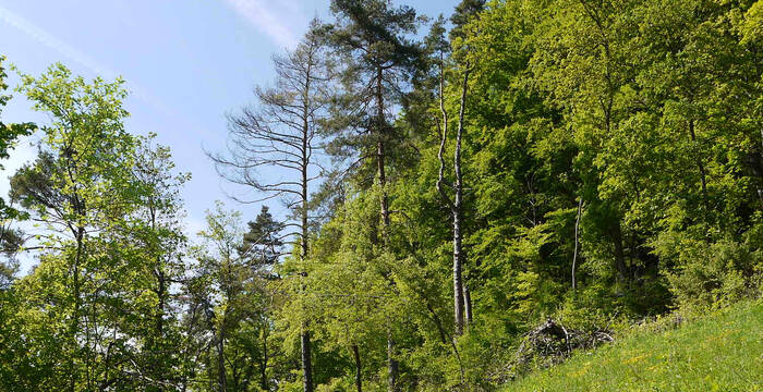 Südwestliche Wiese im Schutzgebiet Chörblihaalde