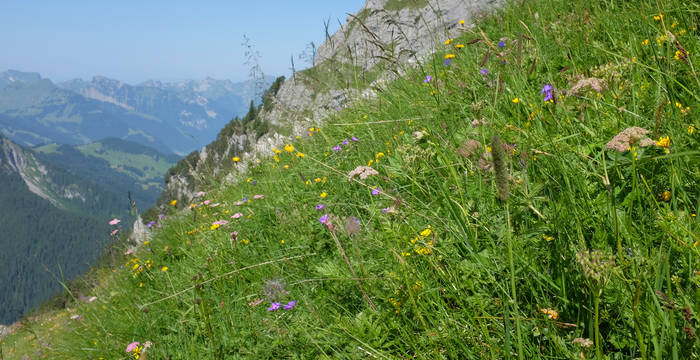 Blumenwiese in Blüte, Lebensraum für viele Insekten