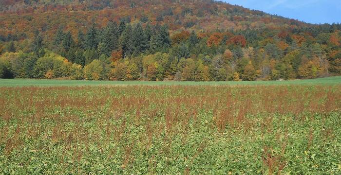 Lisière en automne