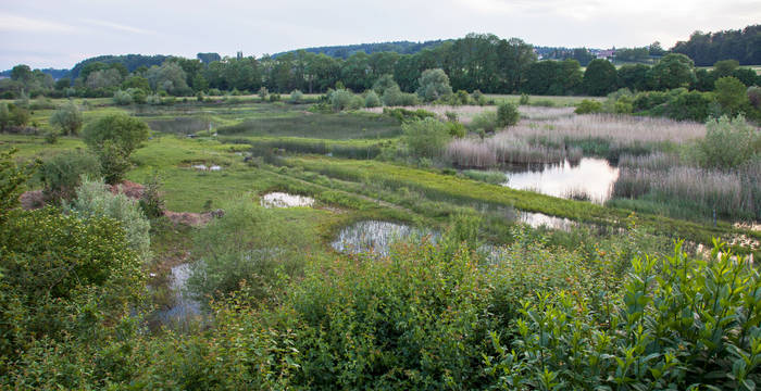 Das Auried ist ein reichstrukturiertes Naturschutzgebiet © Matthias Sorg