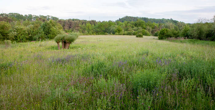 Neben Hecken, Röhricht, Tümpel und Pionierstandorten finden sich auch Wiesen und Weiden © Matthias Sorg