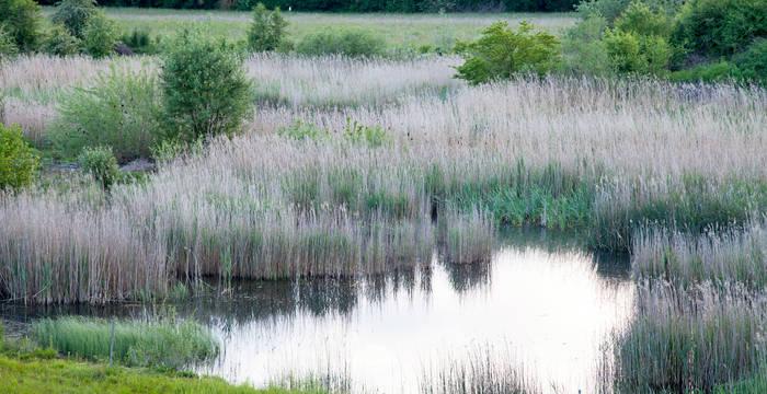 Environ 60 espèces d'oiseaux se reproduisent dans la région, dont beaucoup sont des espèces typiques des forêts alluviales