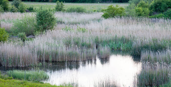 Im Gebiet brüten rund 60 Vogelarten, viele davon typische Arten des Auenwaldes © Matthias Sorg