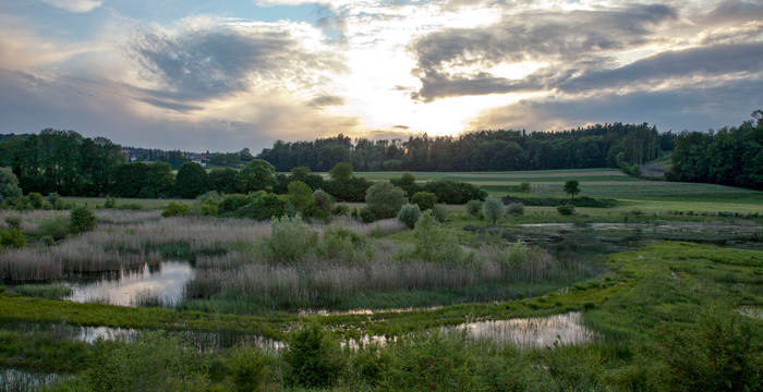 An Frühsommerabenden kann es im Gebiet laut werden, wenn die Laubfrösche zu rufen beginnen © Matthias Sorg
