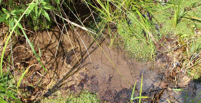 Quellaustritt © Marianne Rutishauser, Pro Natura Aargau