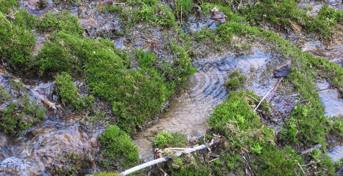 Tuffquelle  © Marianne Rutishauser, Pro Natura Aargau