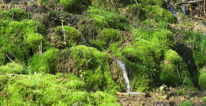 Tuffquelle © Marianne Rutishauser, Pro Natura Aargau