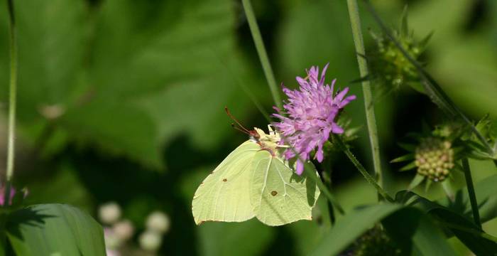 Zitronenfalter im Sommer  (Bild: Pro Natura)