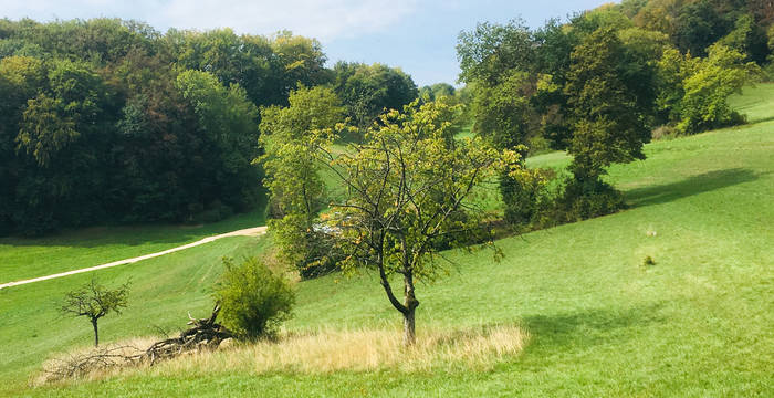 Île d'herbe dans le Jura argovien