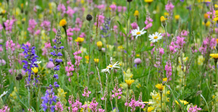 Une prairie fleurie riche en espèces