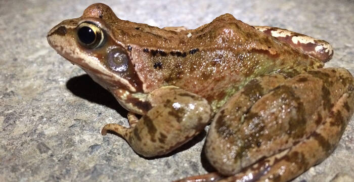 Grasfrosch auf asphaltierter Strasse © Kathrin Wittgen