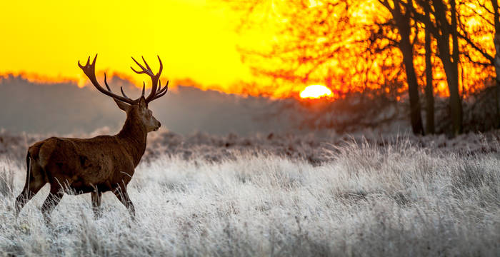 Rothirsch im Wald läuft dem Sonnenuntergang entgegen