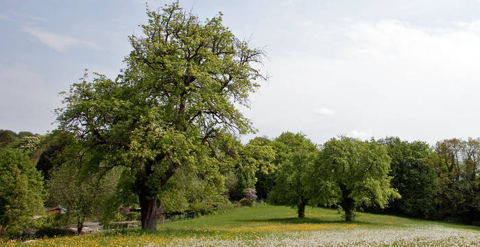 Vieux arbres fruitiers à haut tronc