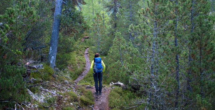 En route dans la forêt