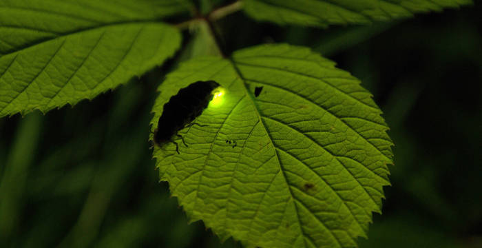 Leuchtendes Glühwürmchen (© Hans Niederhauser)