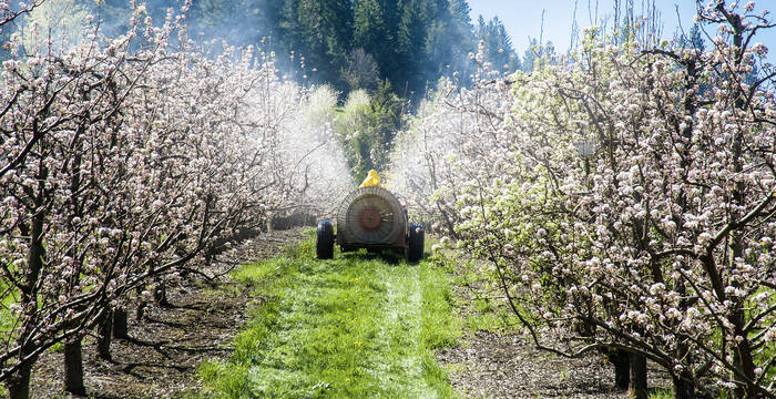 Bauer fährt mit Traktor durch blühendes Feld und verspritzt Pestizide