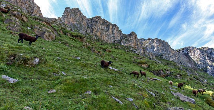 Moutons © Matthias Sorg