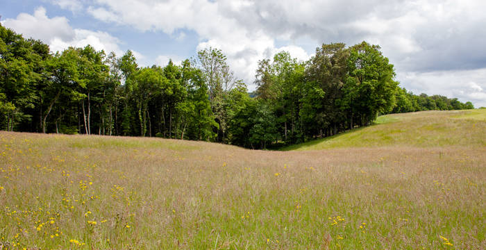 Wiese Löwenburg