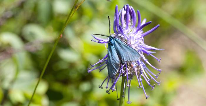 Grasnelkenwidderchen auf Blume