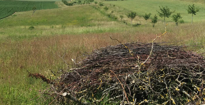 Prairie extensive favorable à la biodiversité