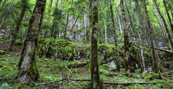 Tagesexkursion, uralte Bäume, Berner Jura