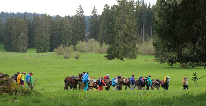 Eine Gruppe wandert gemeinsam mit Eseln auf einer Weide