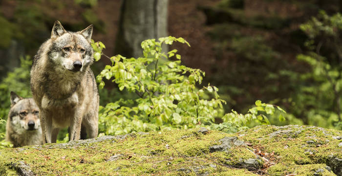 Deux loups rôdent sur une pierre dans la forêt